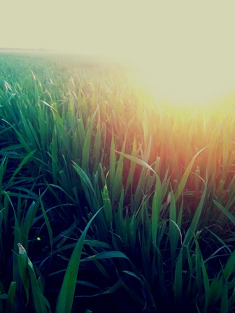 Vitamin D sun on wheat