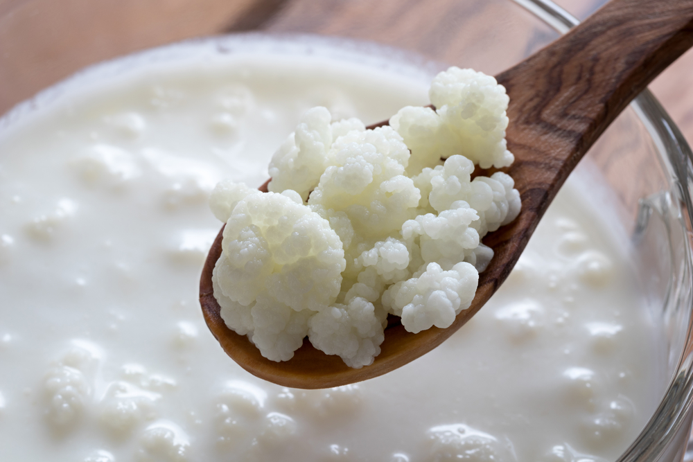 Kefir grains Deposit